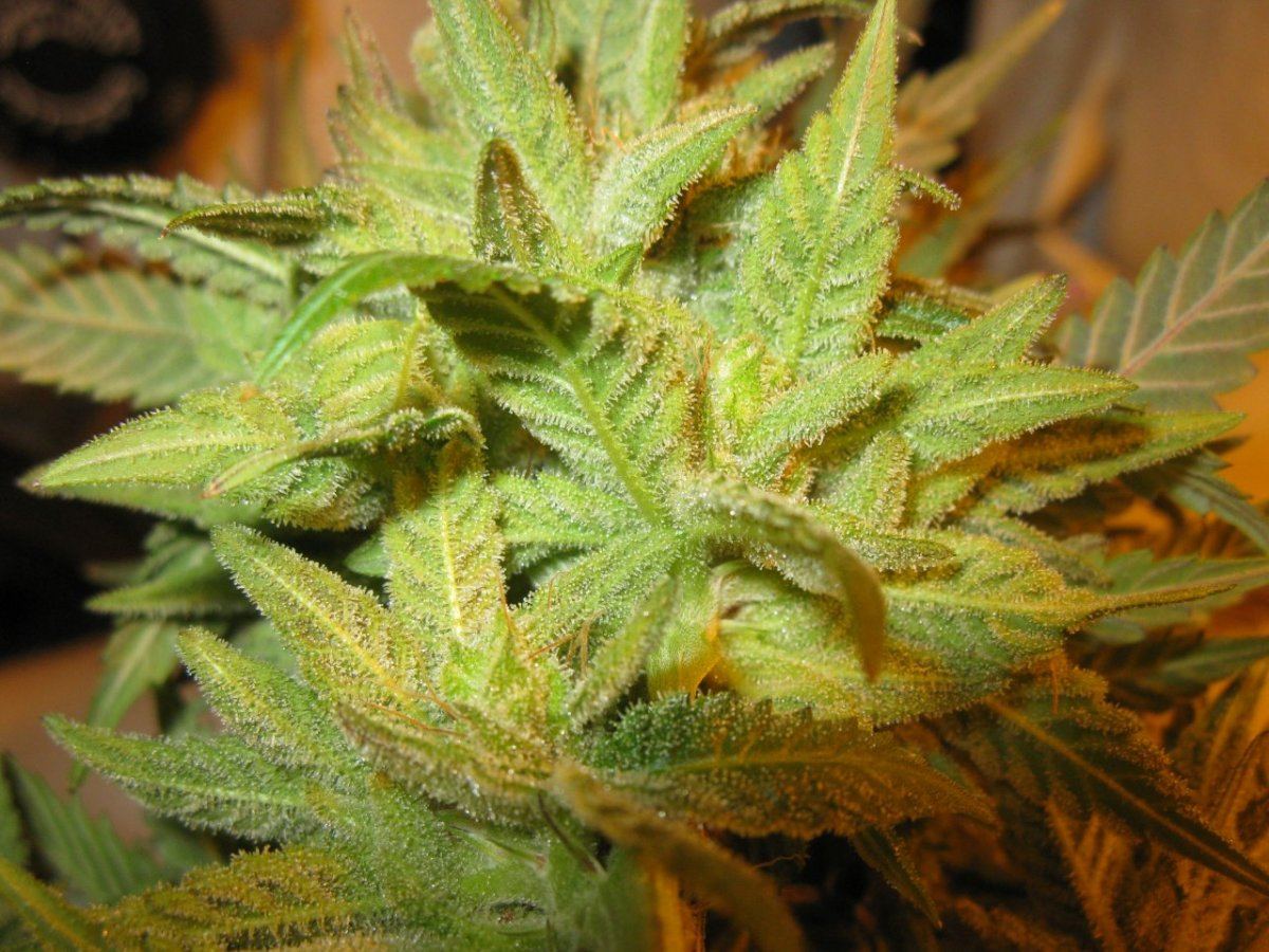 Cheeto x gm chop 013