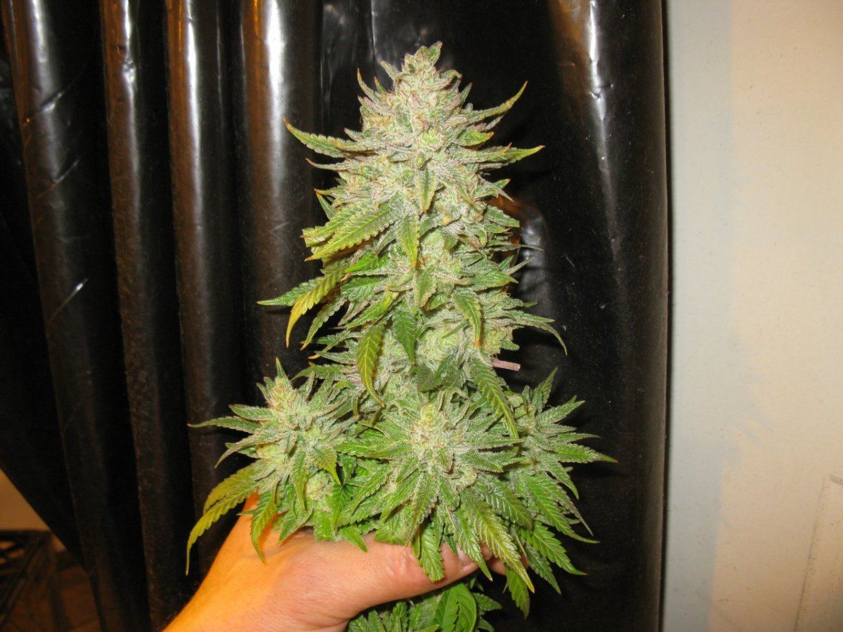 Cheeto x gm chop 018