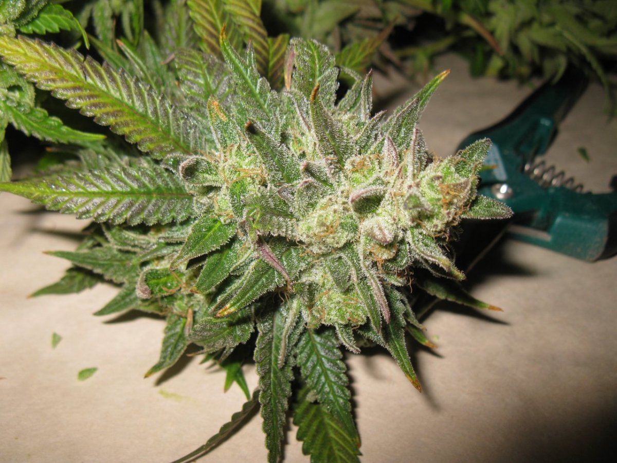 Cheeto x gm chop 027