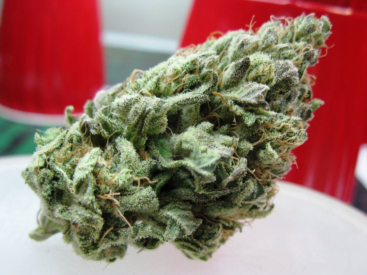 Cheeto x gm