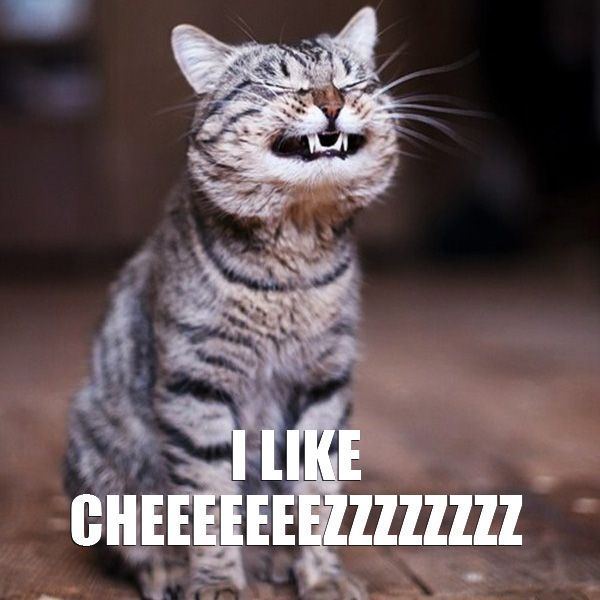 Cheeze cat