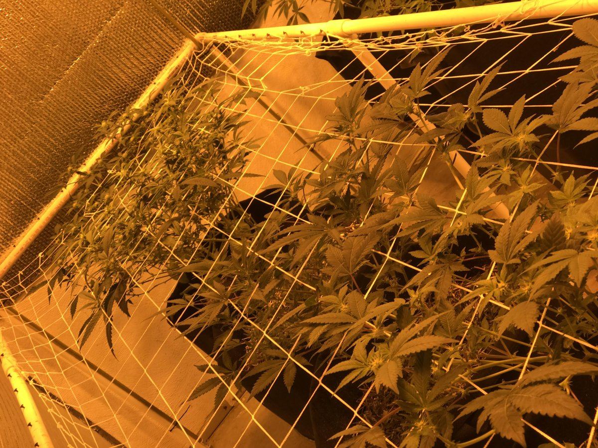 Chefrandomgarden2111319