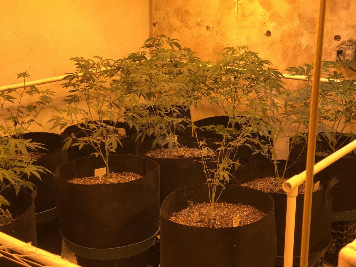 Chefrandomgarden3111319