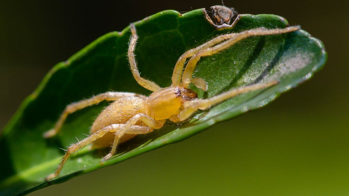 Cheiracanthium inclusum photo 2