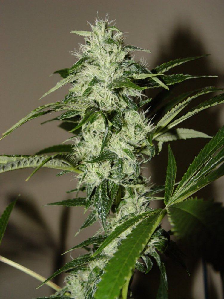 Chem 4  1