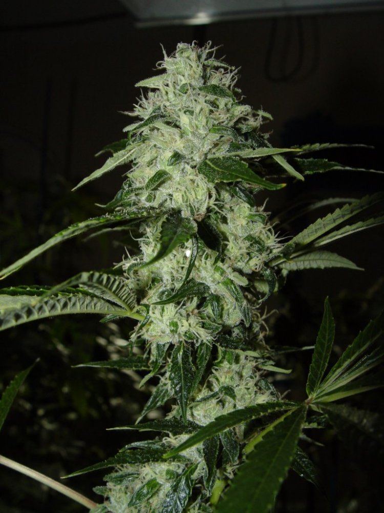Chem 4  1