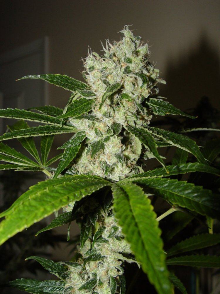 Chem 4  1