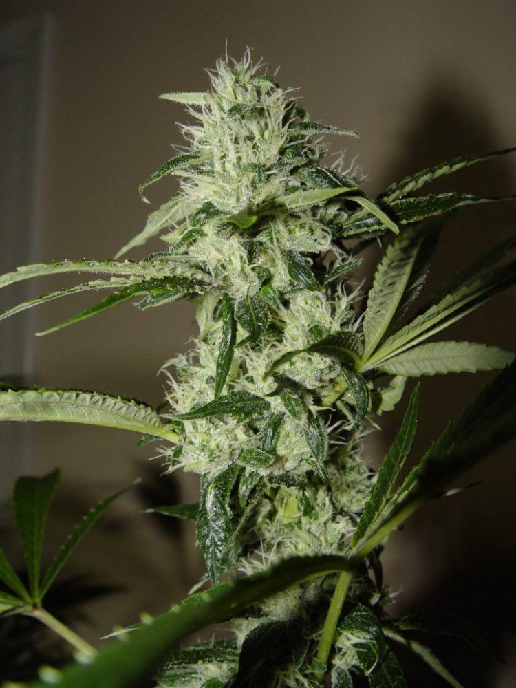 Chem 4  2