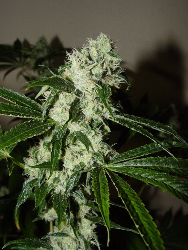 Chem 4  2