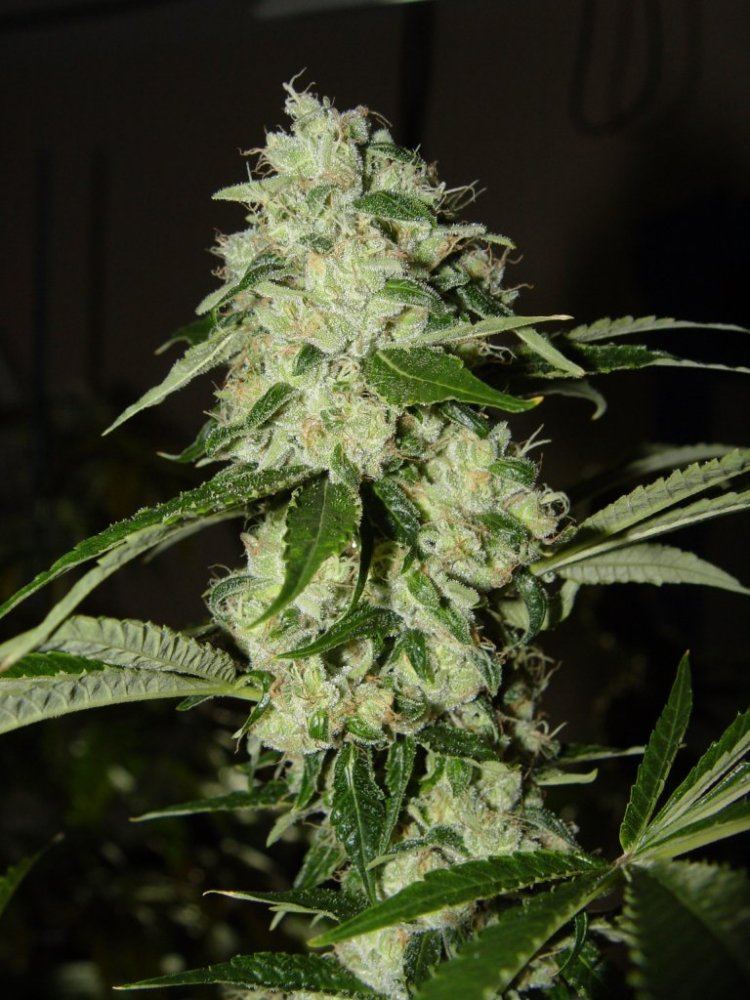 Chem 4  2