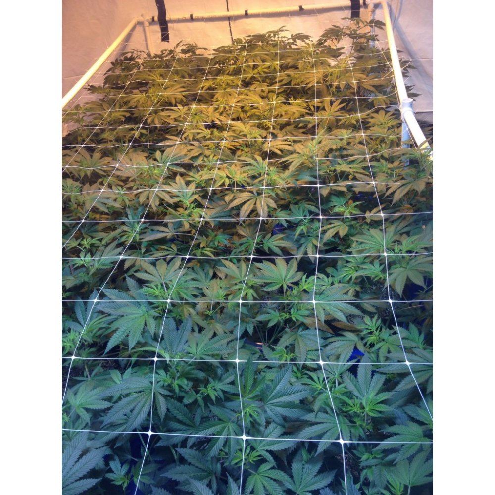Chem 4 and friends