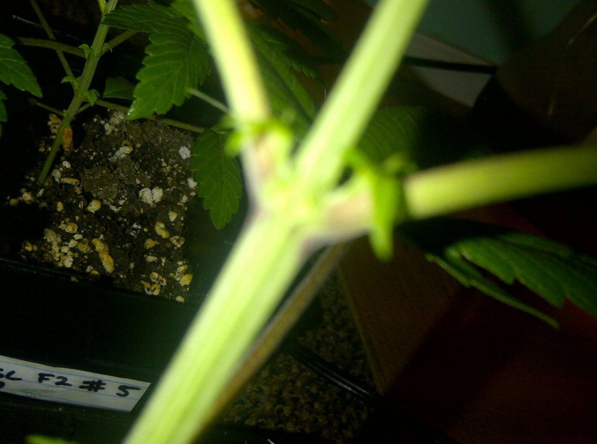 Chem 4 stem snow lotus