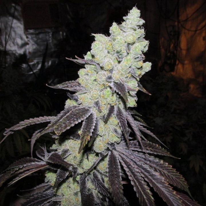 Chem 4 x gsc 123