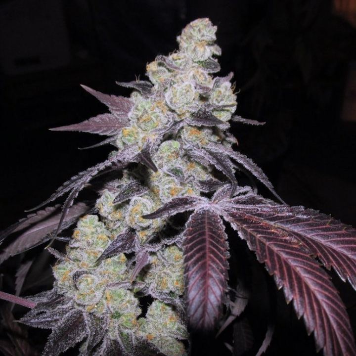 Chem 4 x gsc 1234