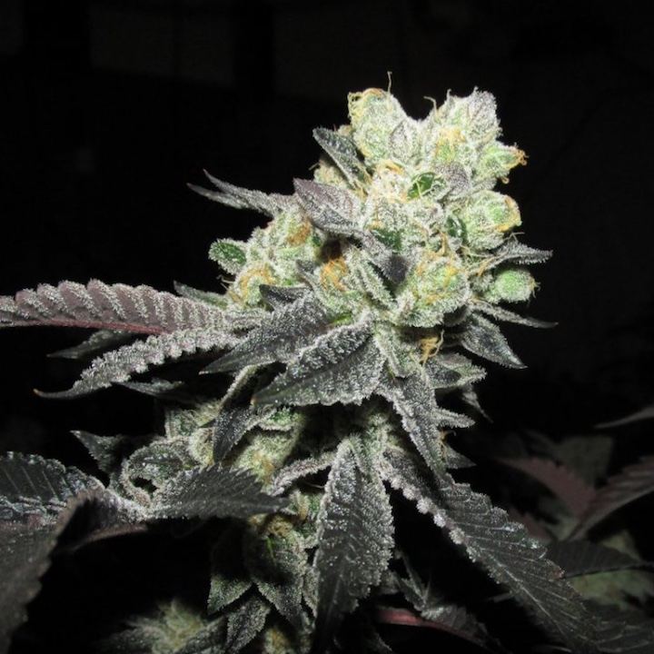 Chem 4 x gsc 133