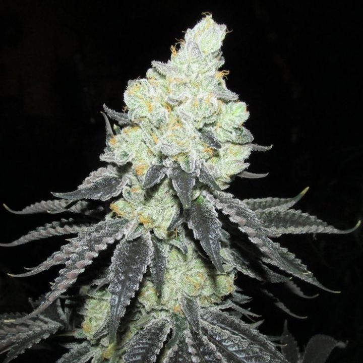 Chem 4 x gsc 34