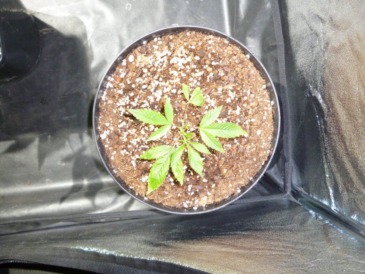 Chem 911