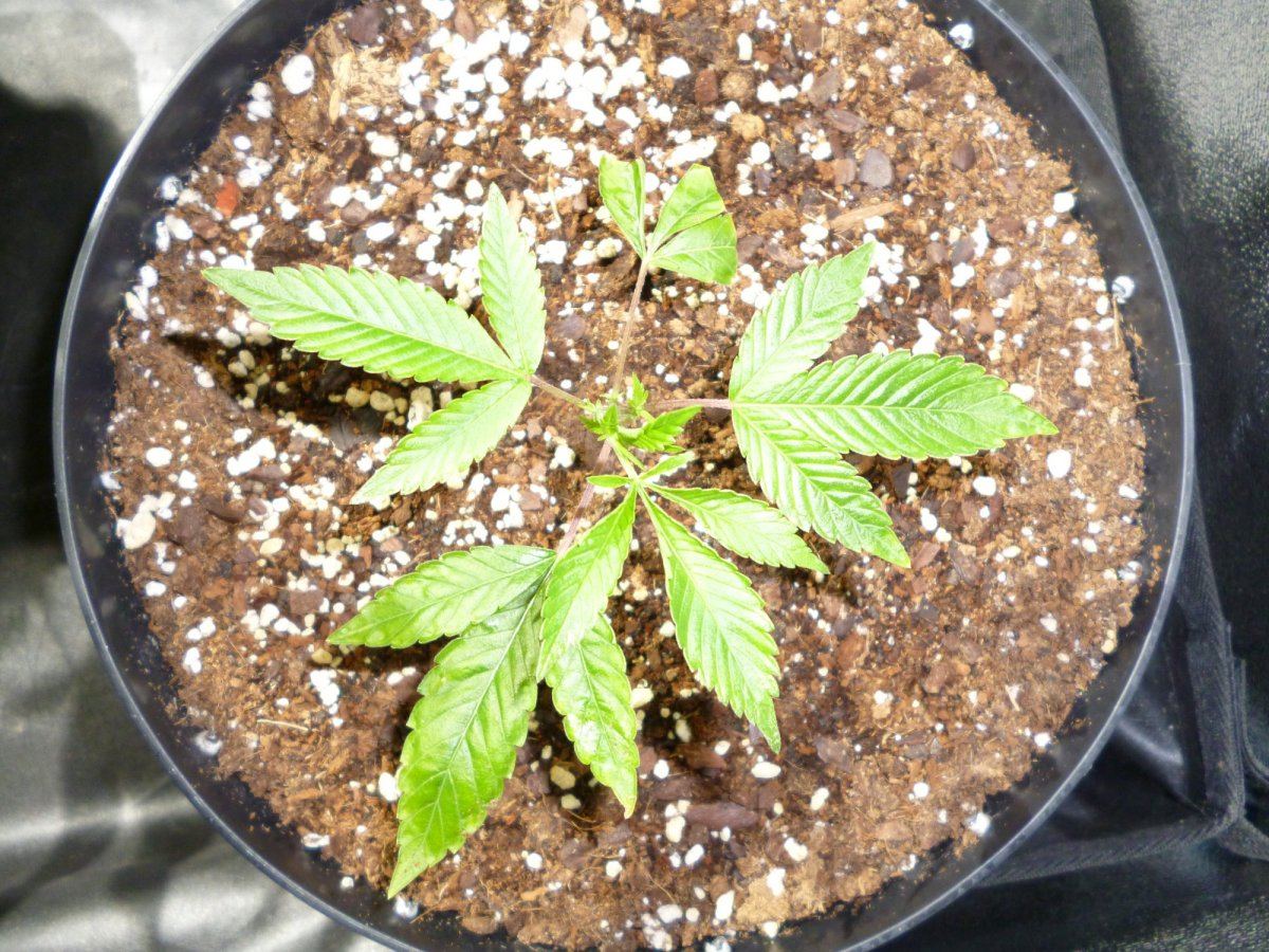 Chem 912
