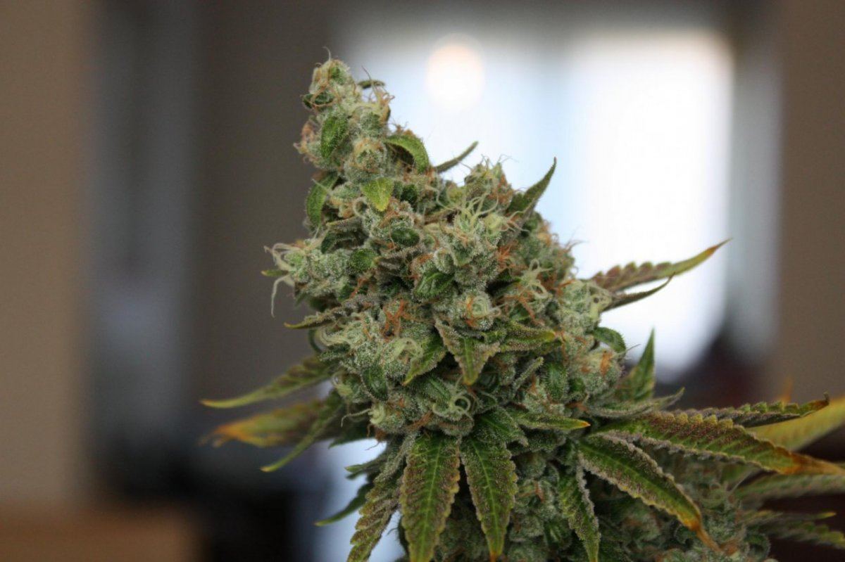 Chem 91 4