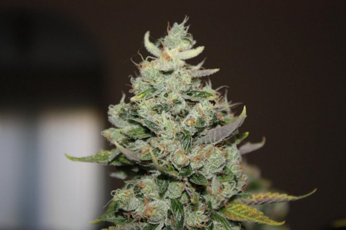 Chem 91 5