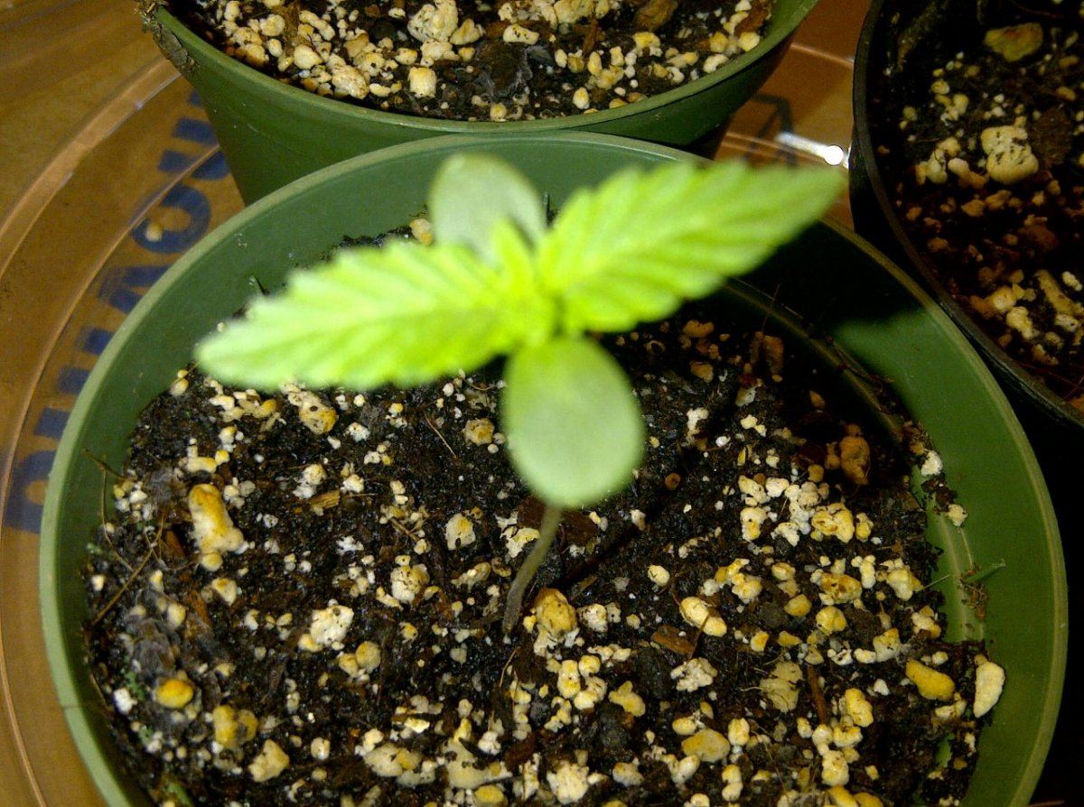 Chem 91 6