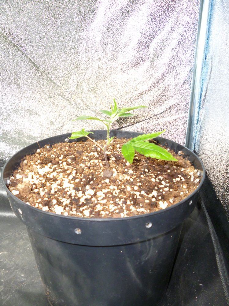 Chem 91