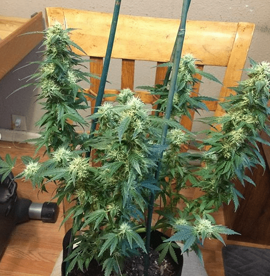 Chem 91 s1 vics pheno