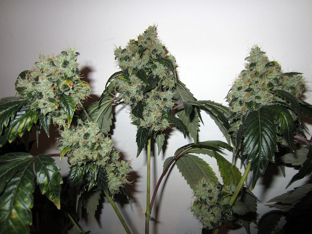Chem 91 skunk va 4
