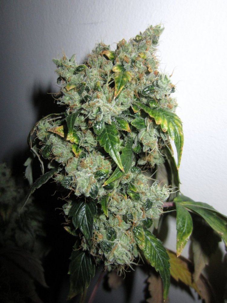 Chem 91 skunk va 5