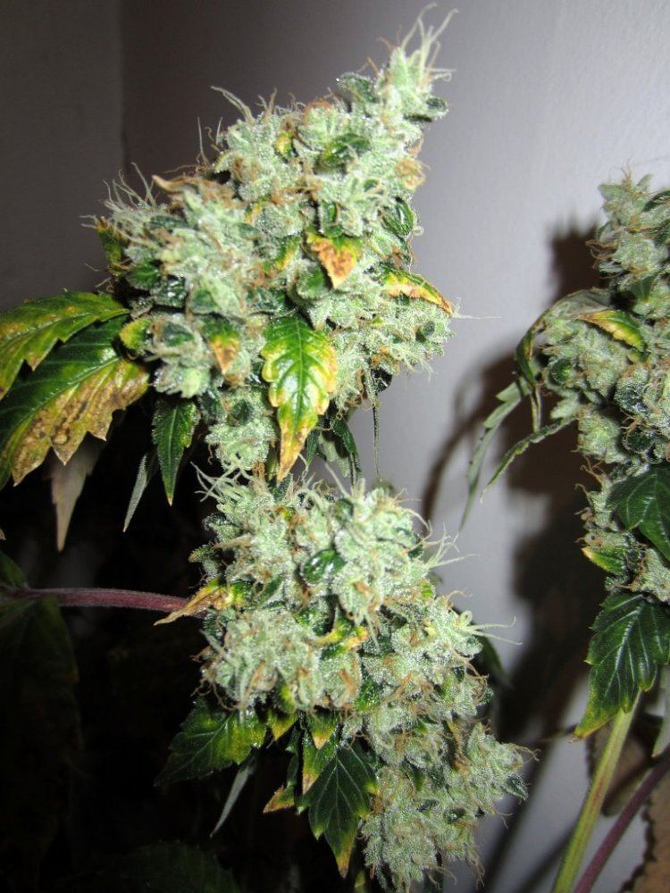 Chem 91 skunk va 6