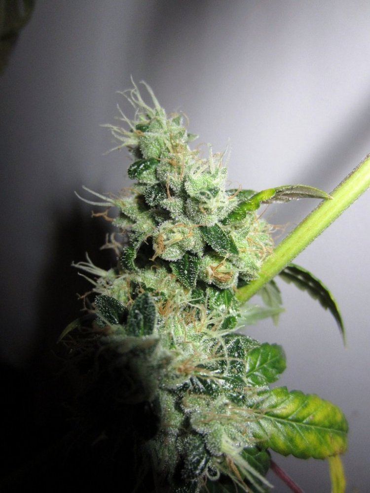 Chem 91 skunk va 7