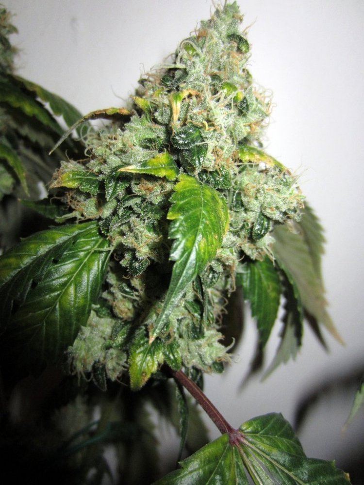 Chem 91 skunk va 8
