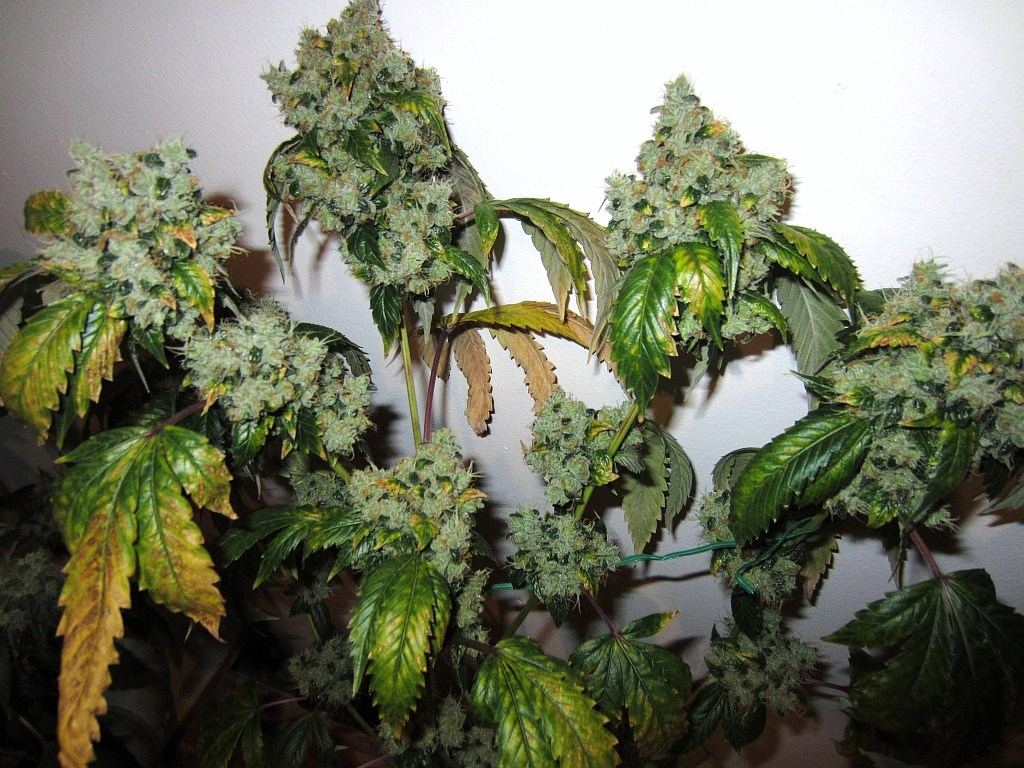 Chem 91 skunk va 9