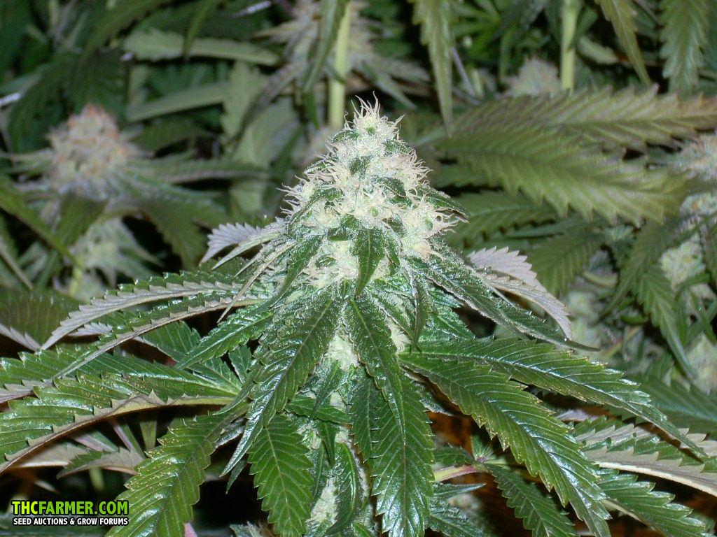 Chem 91 skunk va1