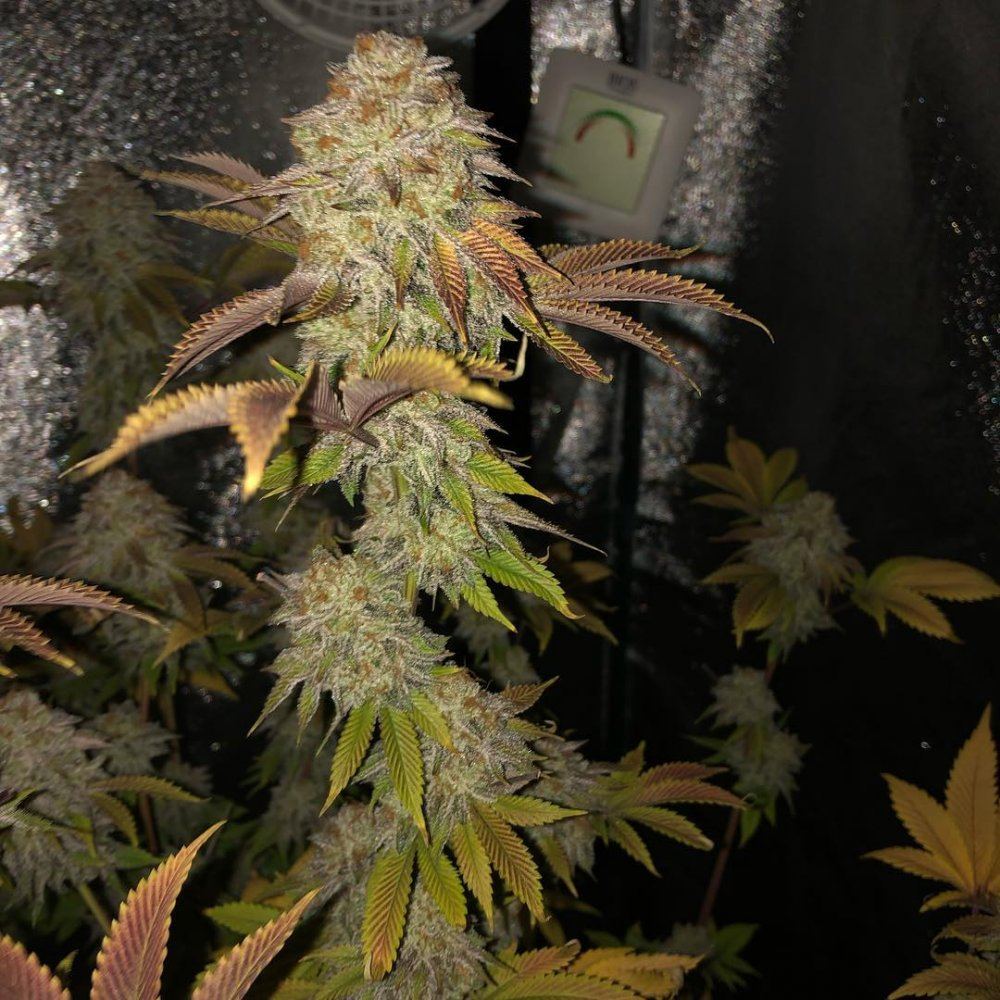 Chem cookies day 62 5