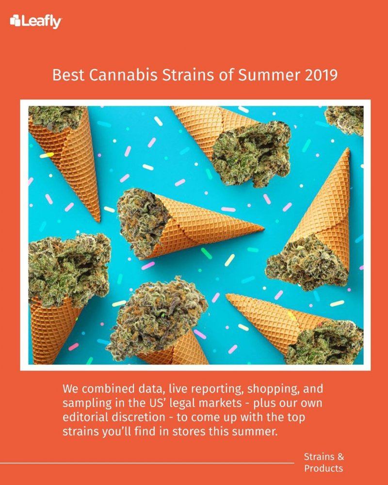 Chem cookies gmo   best cannabis strains of summer 2019