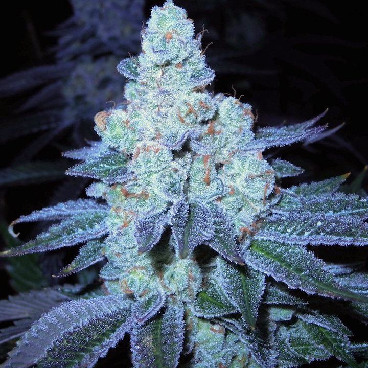 Chem cookies moe 4