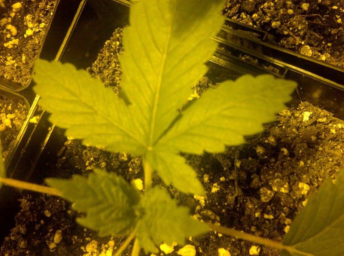 Chem d 4 blade 2