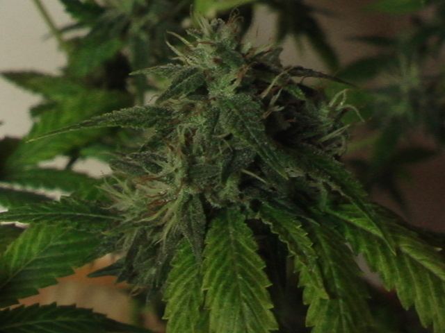 Chem  d and macks blues 005
