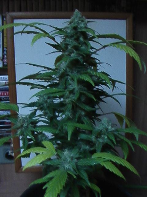 Chem  d and macks blues 008