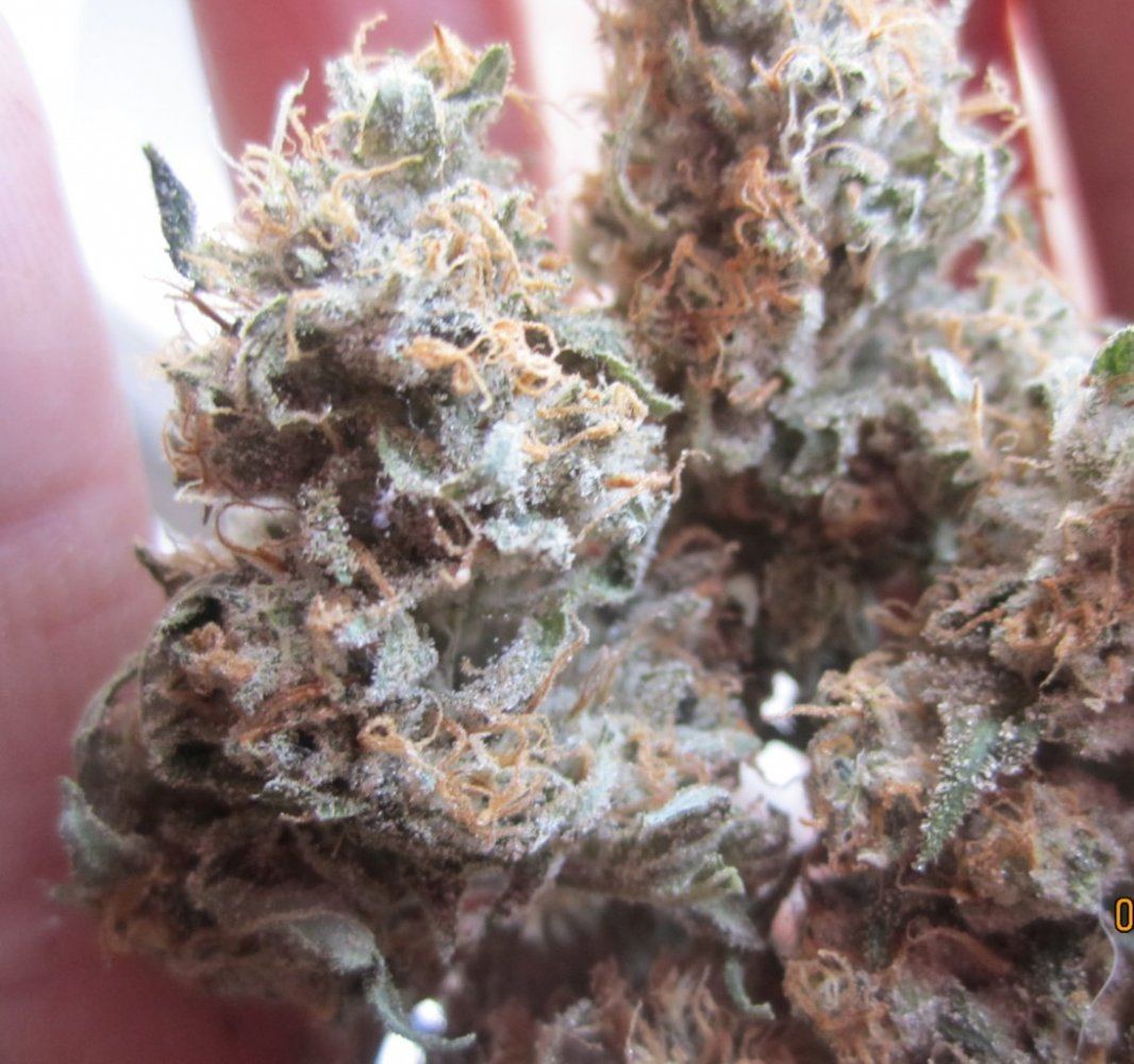 Chem d