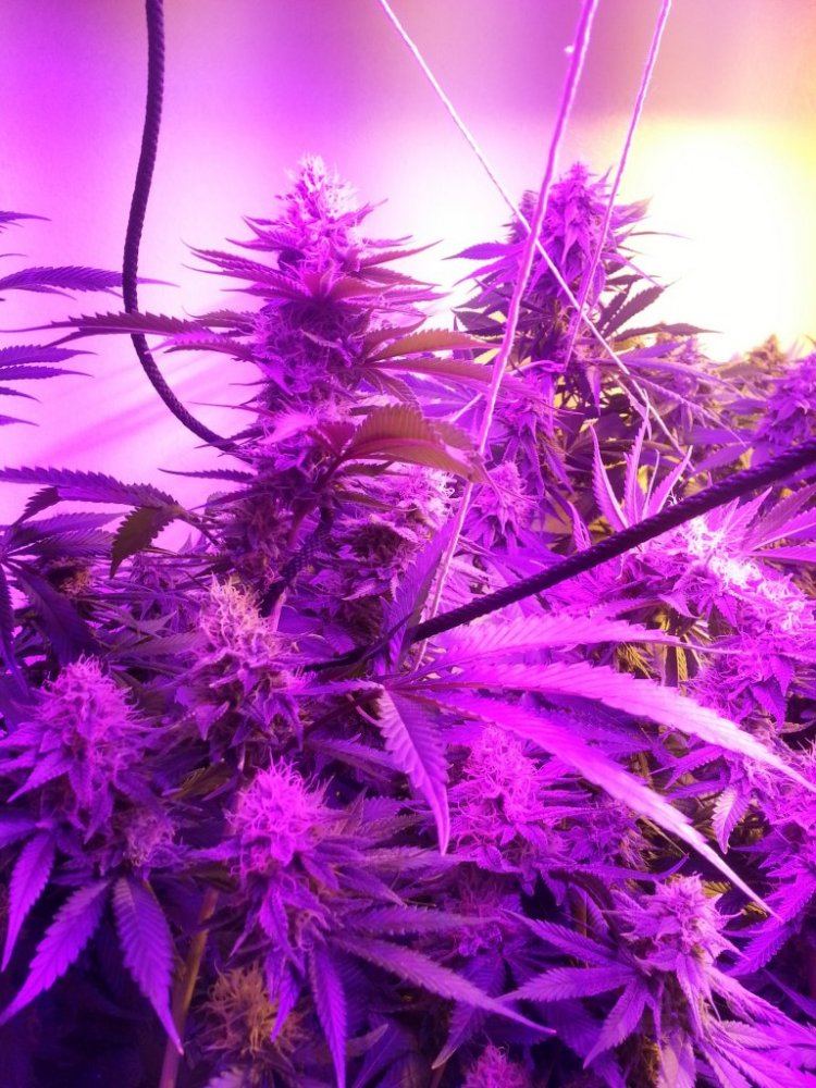 Chem d