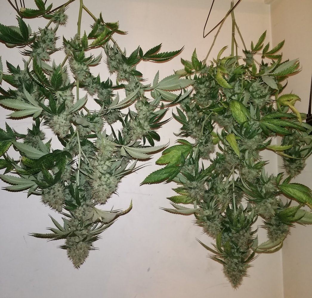 Chem D