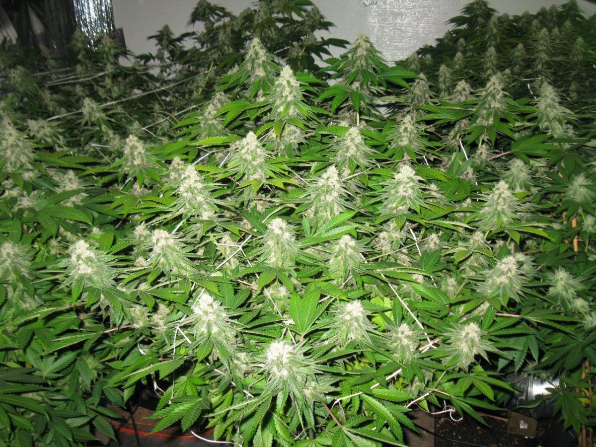 Chem d  x mendo 010
