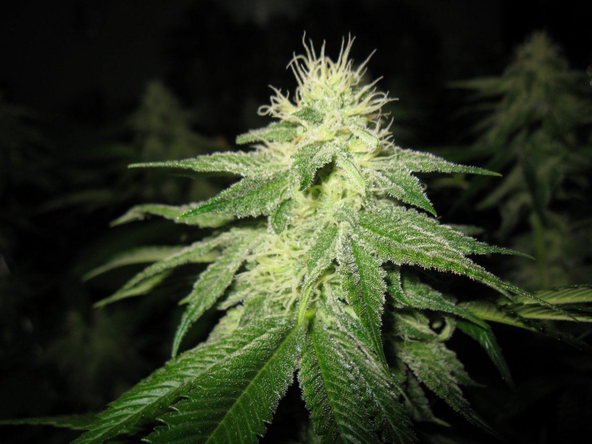 Chem d  x mendo 013