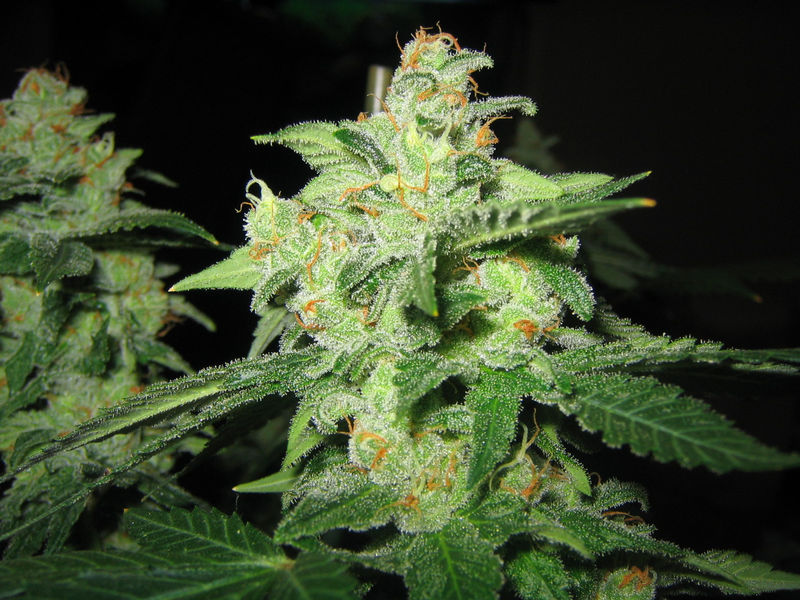 Chem dog history 10