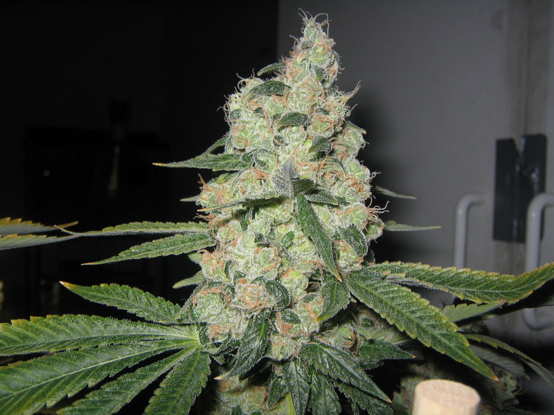 Chem dog history 13