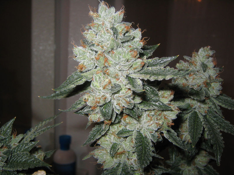 Chem dog history 14