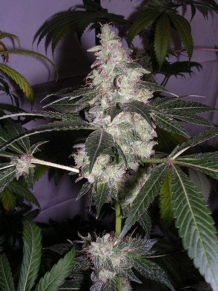 Chem dog history 16