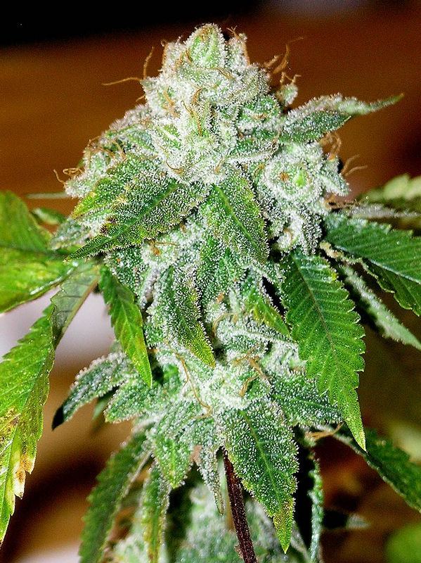 Chem dog history 4